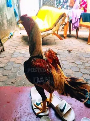 Rooster