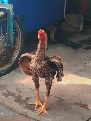 Rooster