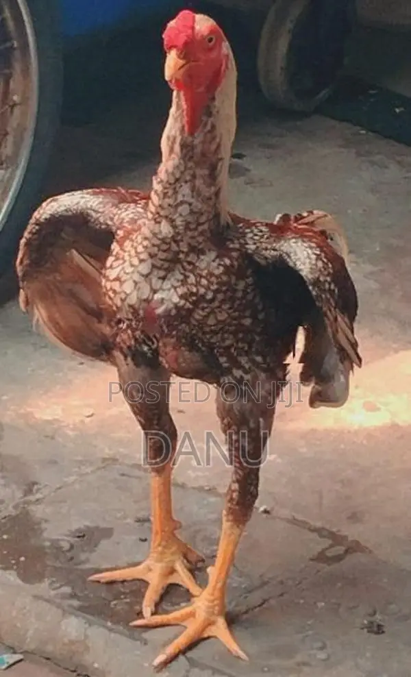 Rooster