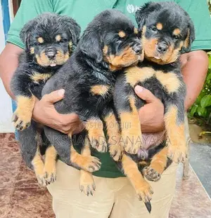 Rottweiler Puppies