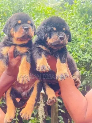 Rottweiler Puppies