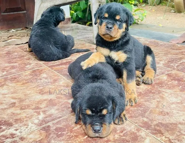 Rottweiler Puppies