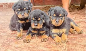 Rottweiler Puppies