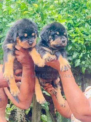 Rottweiler Puppies