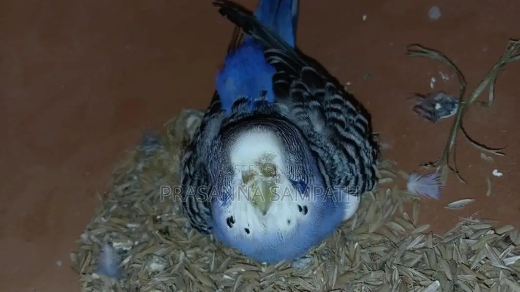 Love Birds