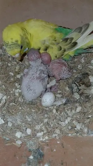 Love Birds