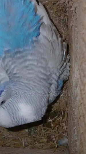 Love Birds
