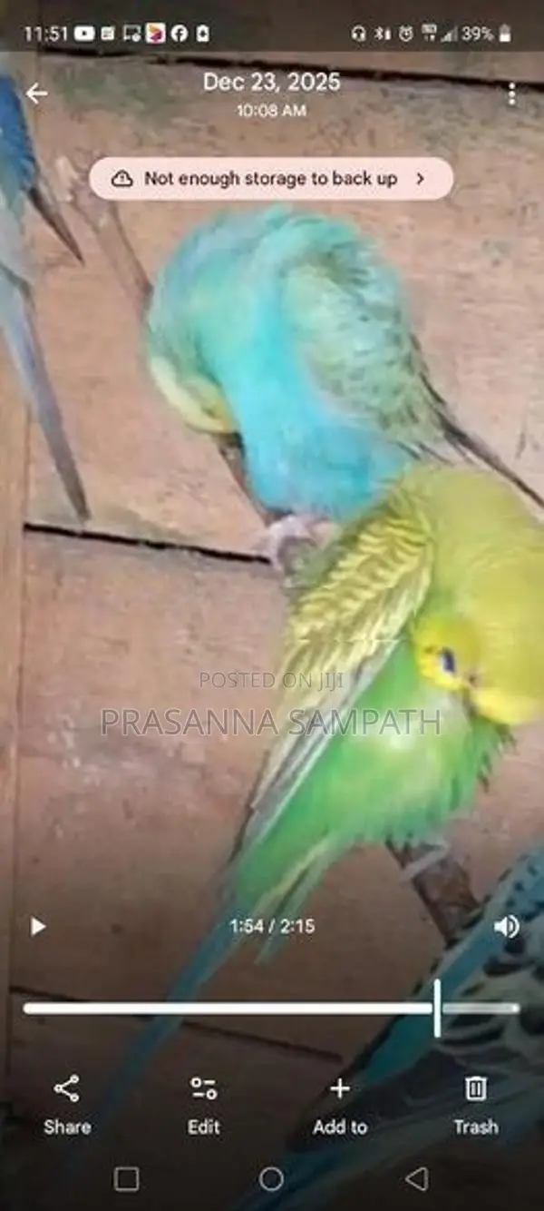 Love Birds