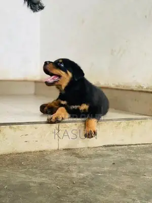 Rottweiler