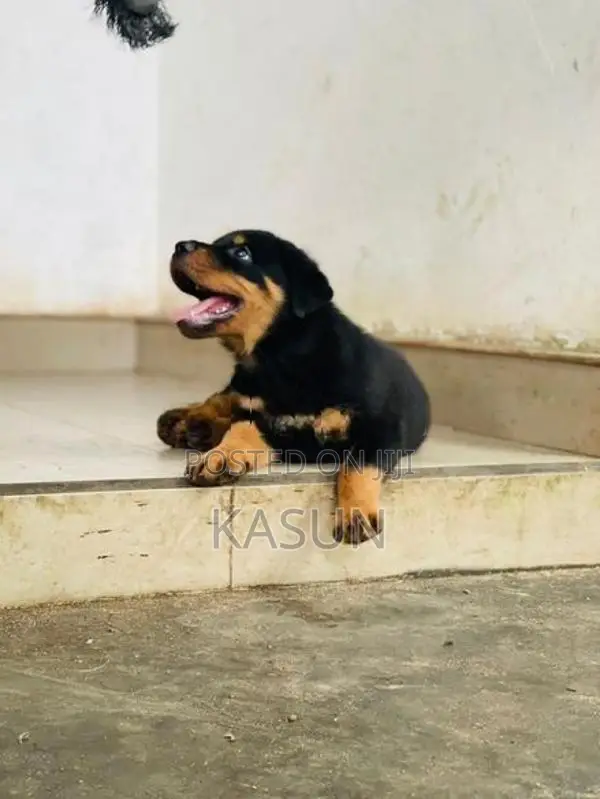 Rottweiler