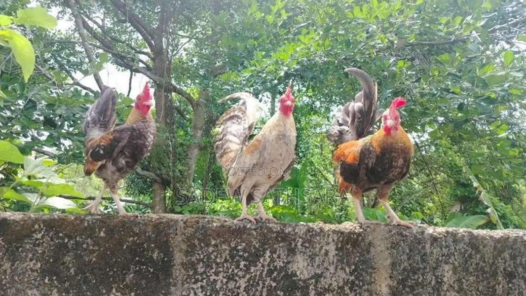 OEG Bantam Kukullu