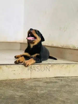 Rottweiler