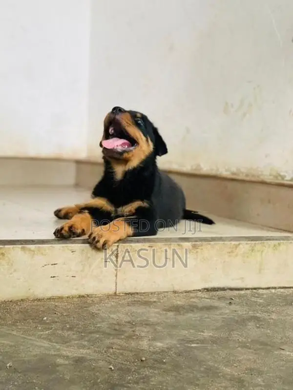 Rottweiler