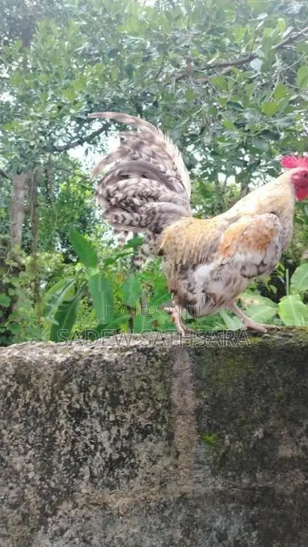 OEG Bantam Kukullu