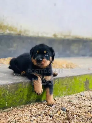 Rottweiler