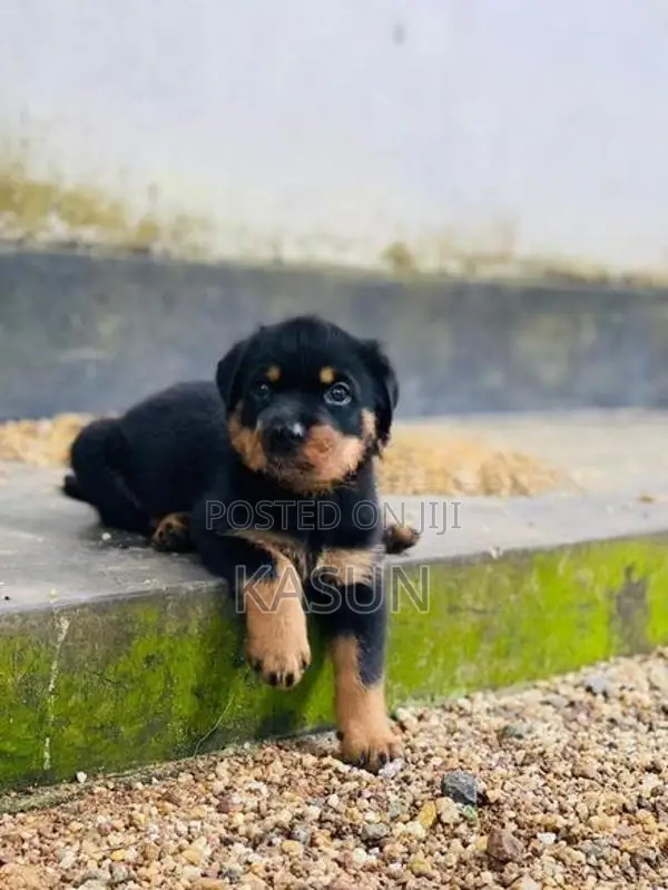 Rottweiler