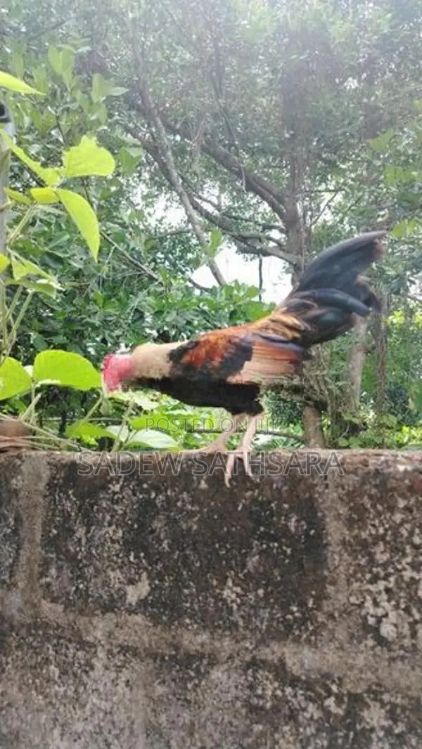 OEG Bantam Kukullu
