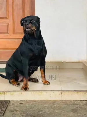 Rottweiler