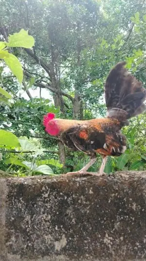 OEG Bantam Kukullu