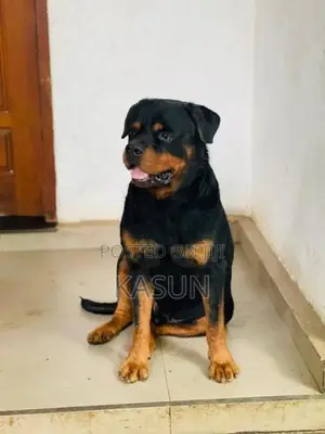 Rottweiler