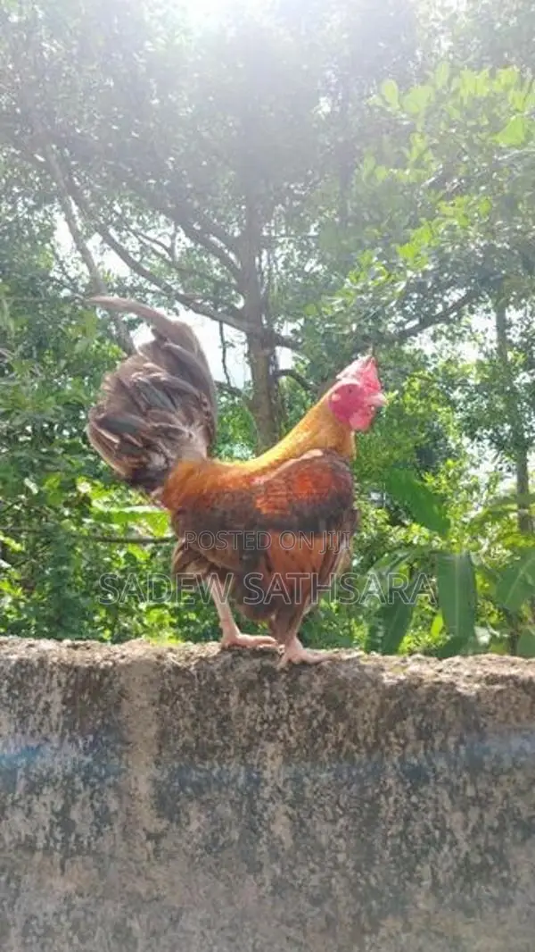 OEG Bantam Kukullu