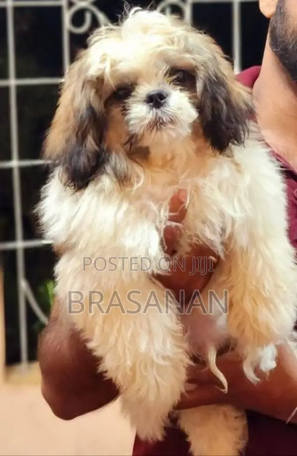 Shih Tzu Puppies