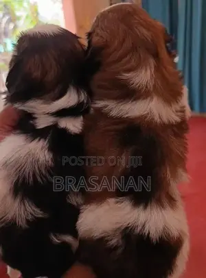 Shih Tzu Puppies