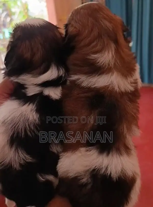 Shih Tzu Puppies