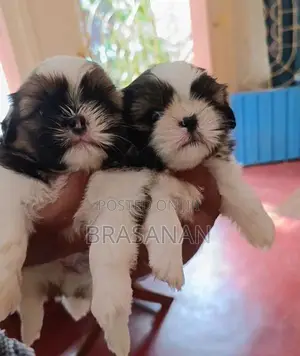 Shih Tzu Puppies