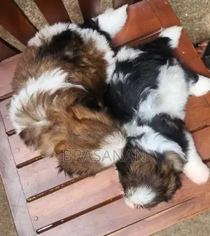Shih Tzu Puppies