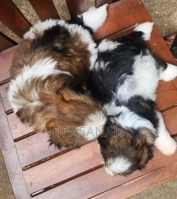 Shih Tzu Puppies