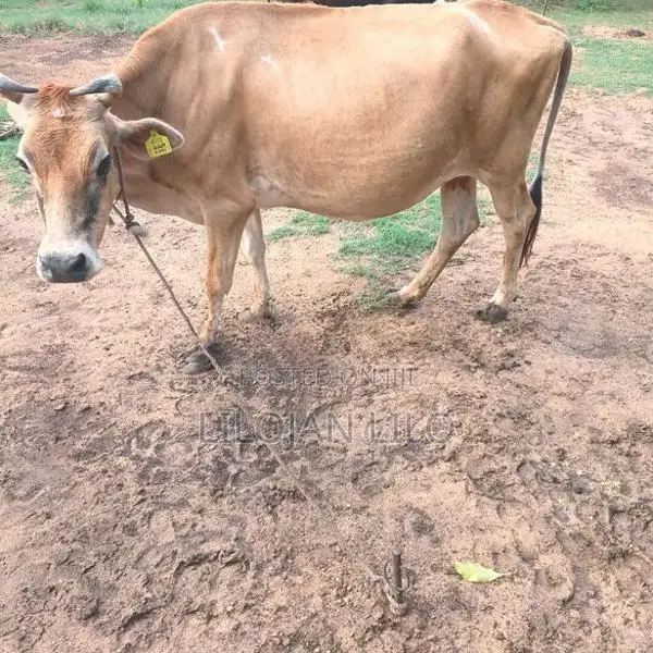 Farm Cow