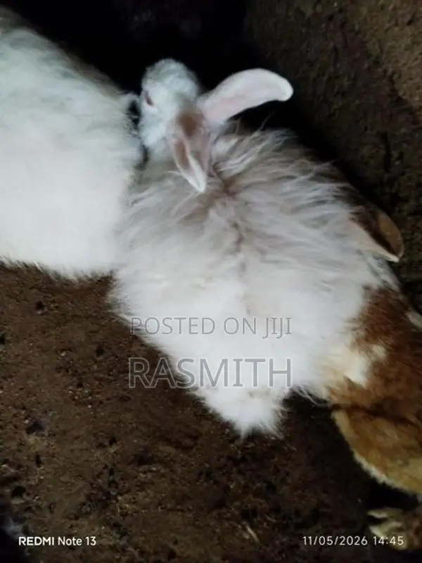 Rabbits