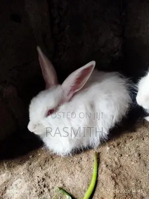 Rabbits