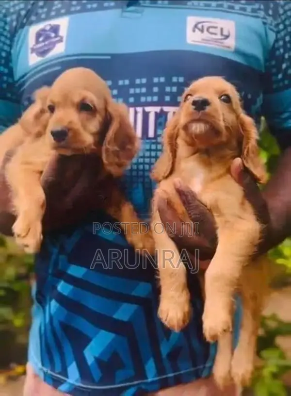 Cocker Spaniel Puppies