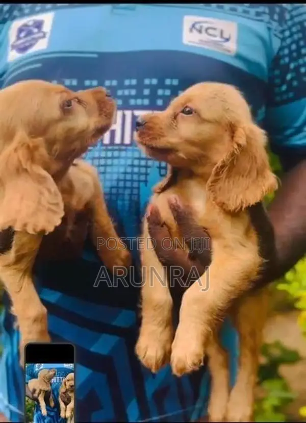 Cocker Spaniel Puppies