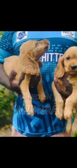 Cocker Spaniel Puppies