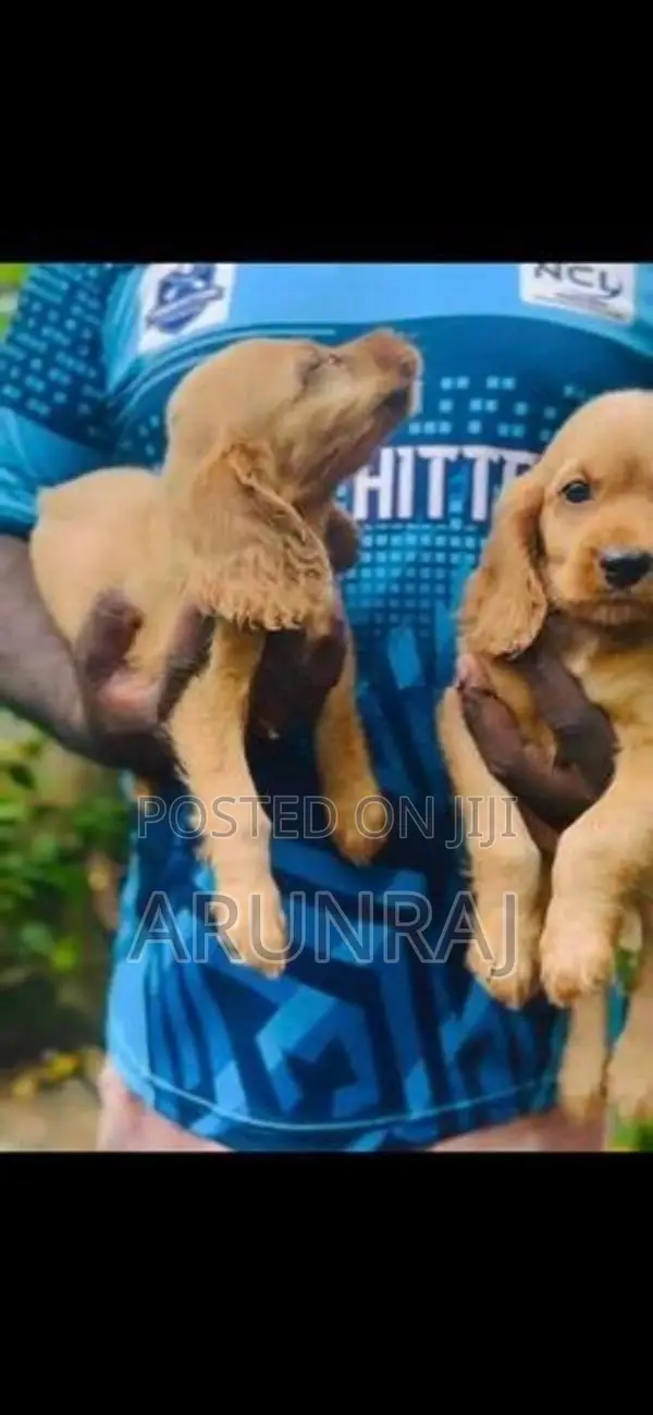 Cocker Spaniel Puppies