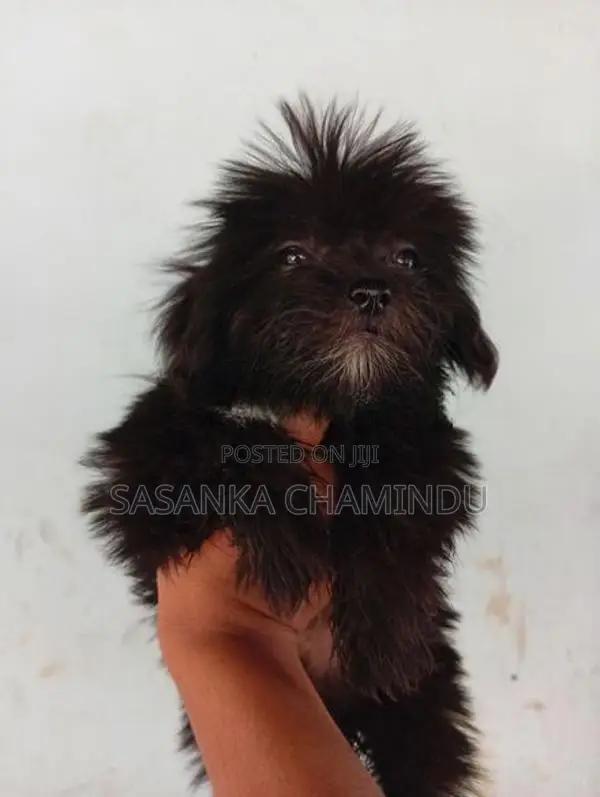 Shih Tzu Puppy