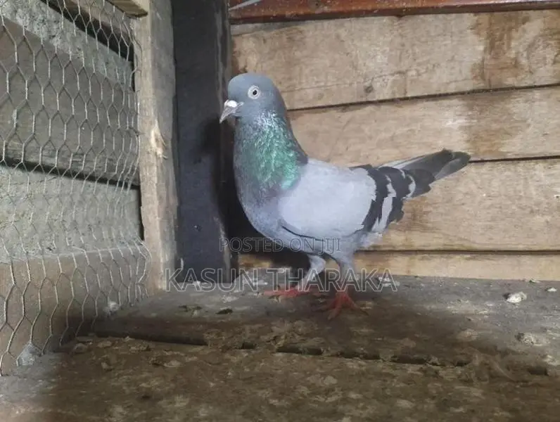 Pigeons