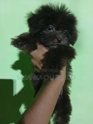 Shih Tzu Puppy