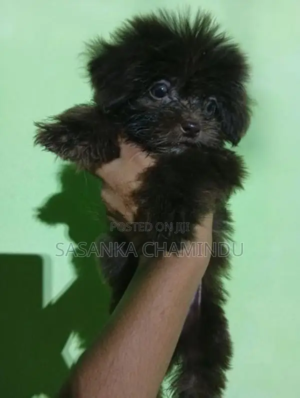 Shih Tzu Puppy