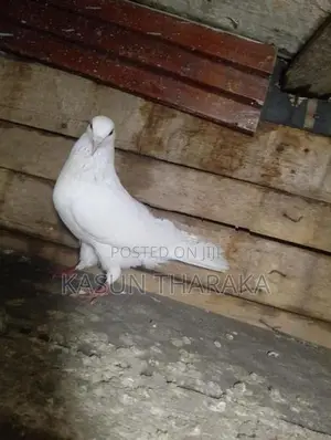 Pigeons