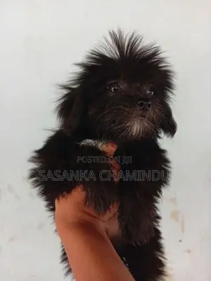 Shih Tzu Puppy
