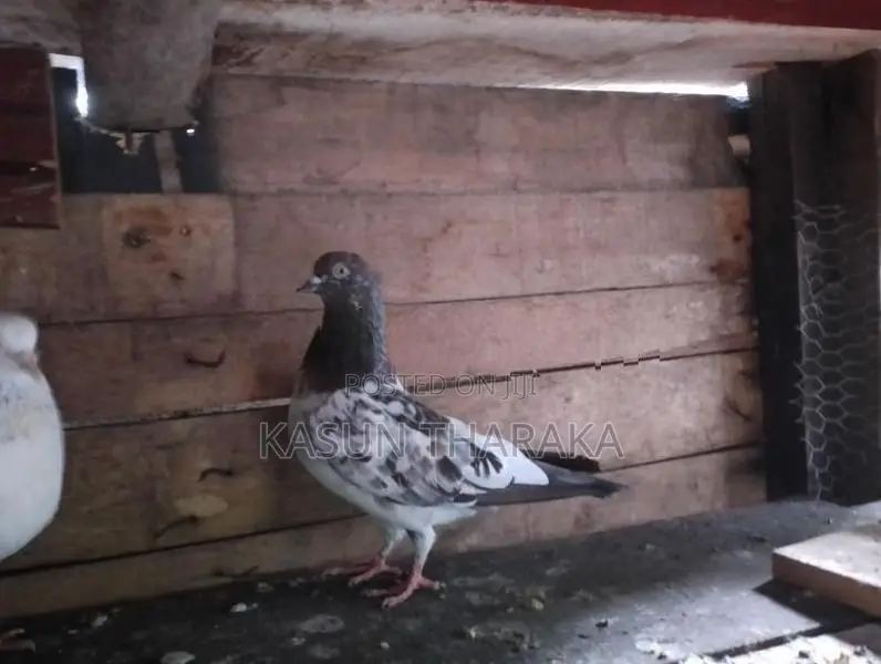 Pigeons