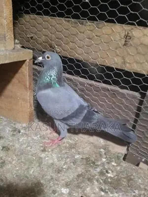 Pigeons