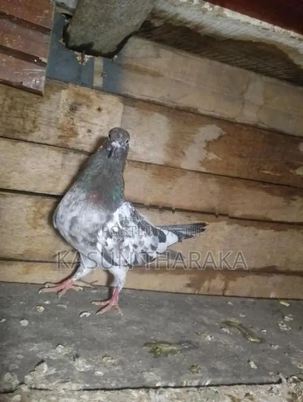 Pigeons