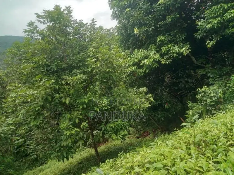 50 acre Land for sale in Ehaliyagoda