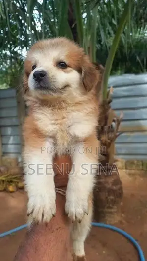 Lion Pomeranian Puppies