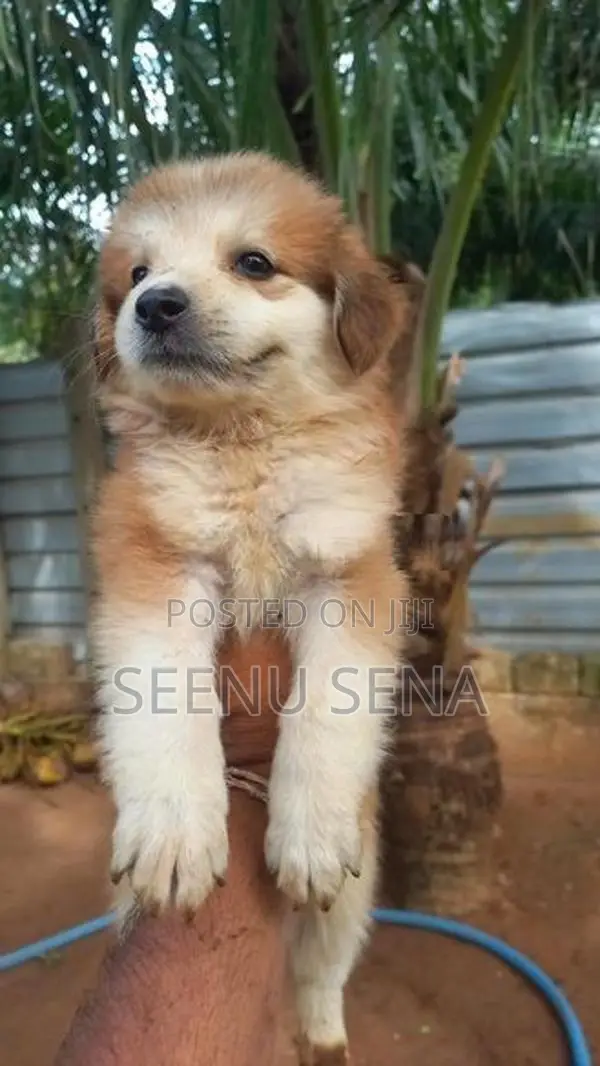 Lion Pomeranian Puppies